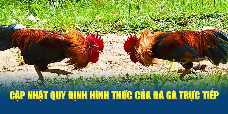 Cập nhật quy định hình thức của đá gà trực tiếp