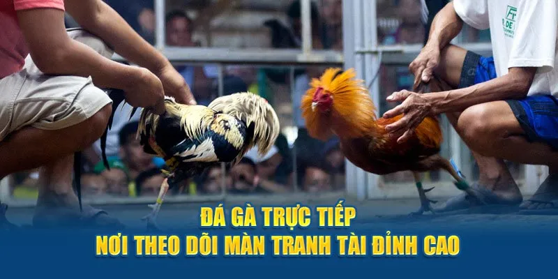 đá gà trực tiếp