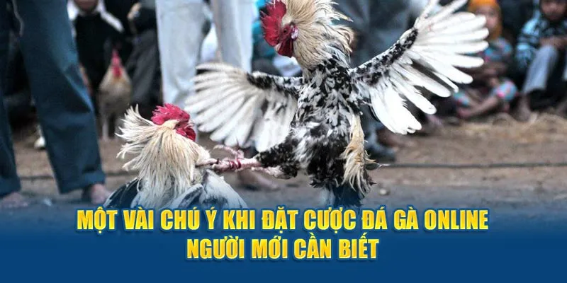 Một vài chú ý khi đặt cược đá gà online người mới cần biết