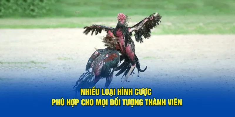 Nhiều loại hình cược phù hợp cho mọi đối tượng thành viên