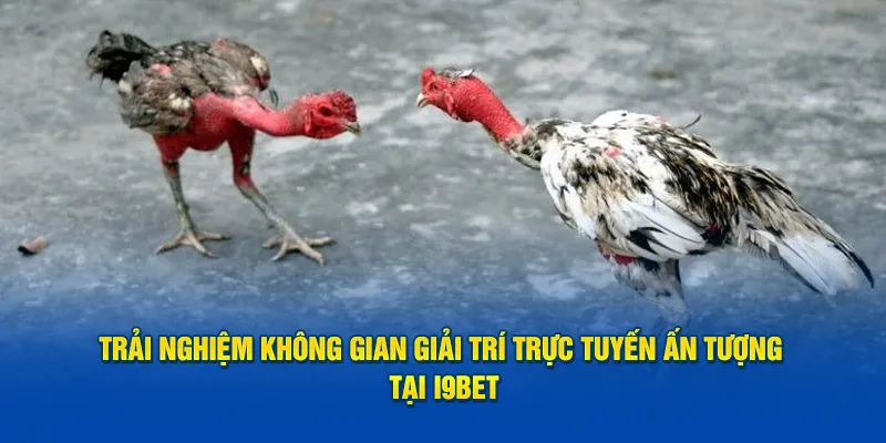 Trải nghiệm không gian giải trí trực tuyến ấn tượng tại I9bet